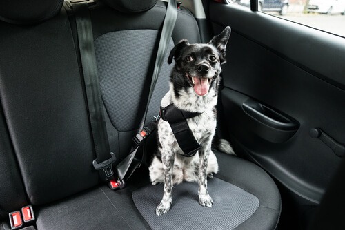 Select the Best Doggy Car Restraint