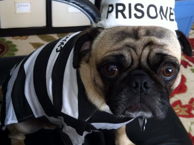  Howl-O-Ween: Classic Costumes for Dogs