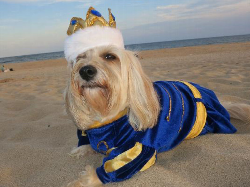Howl-O-Ween: Fairytale Costumes