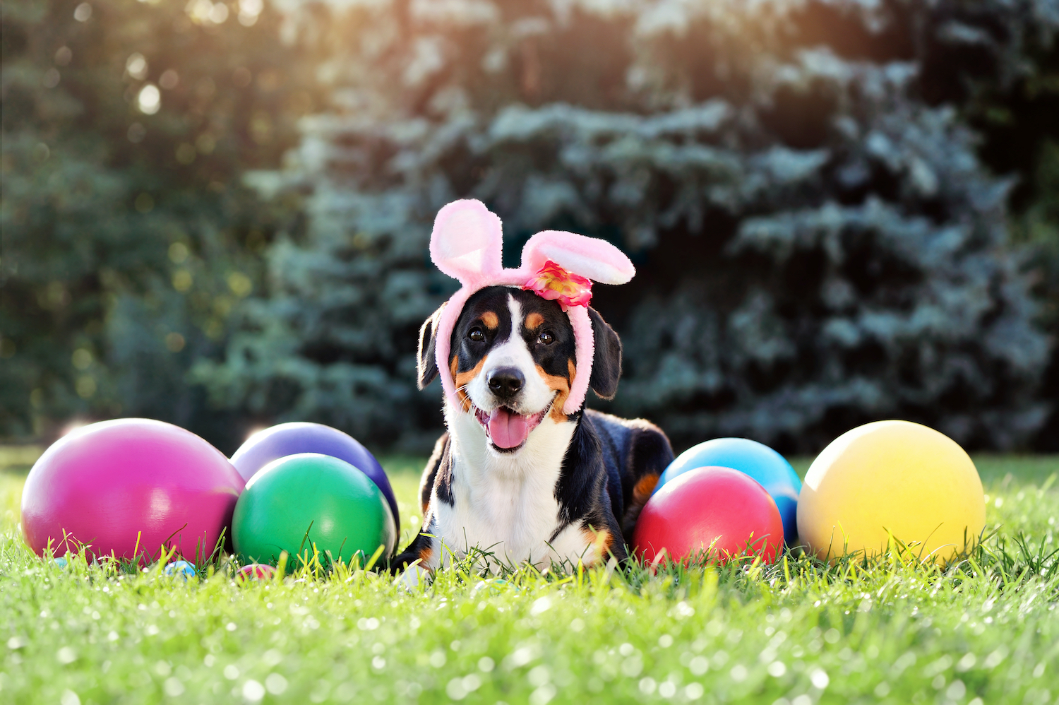 Tips for Hosting a Pet-Friendly Easter