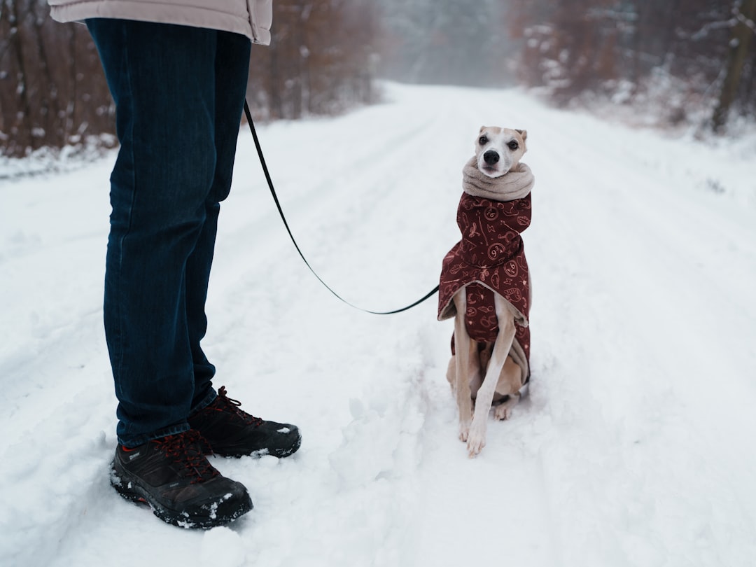Winter Woof-derland: Choosing the Perfect Coat for Your Cold-Weather Canine