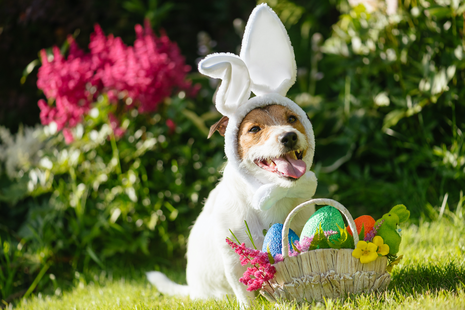 Tips for Creating an Awesome Easter Basket for Your Dog and Having a Safe Holiday