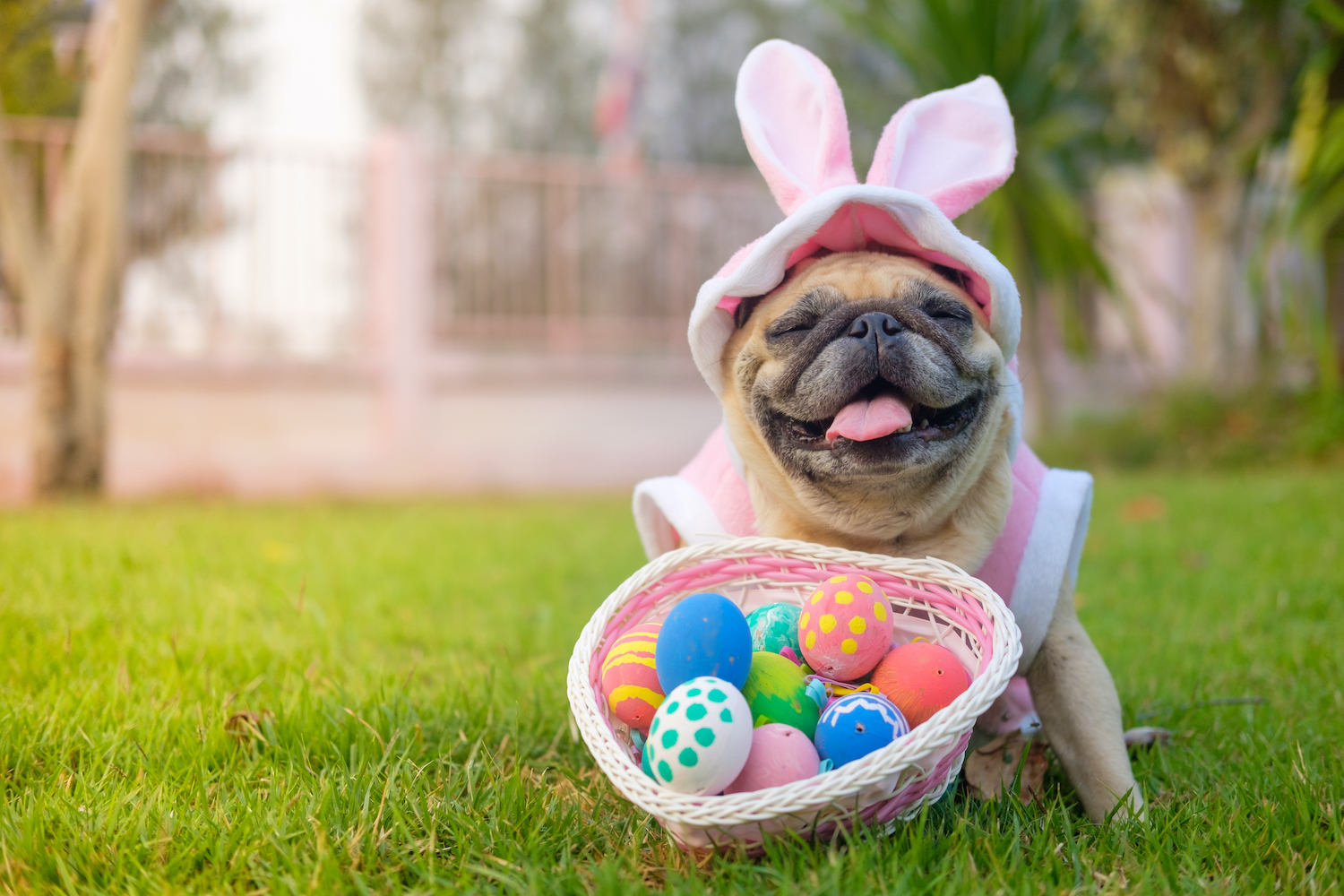 Best Easter Dog Outfits for 2024
