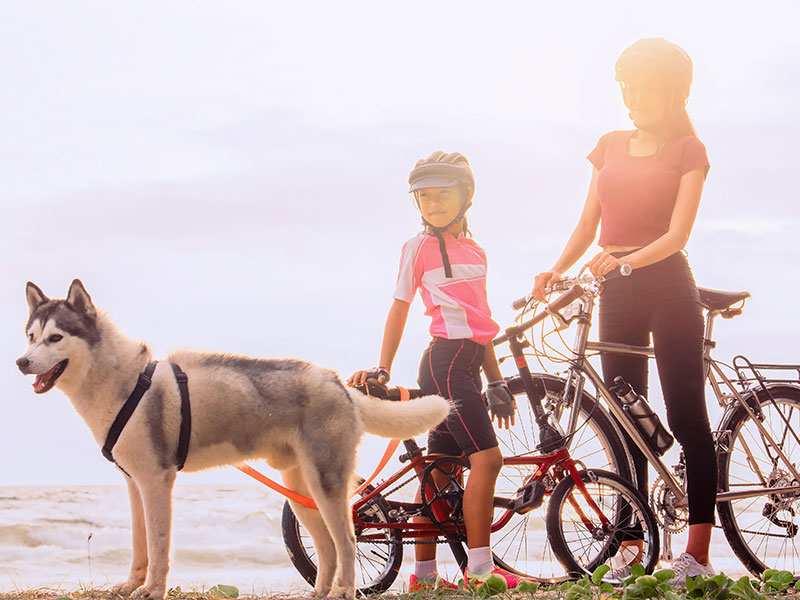 Bike Riding With Your Dog - Tips and Tricks