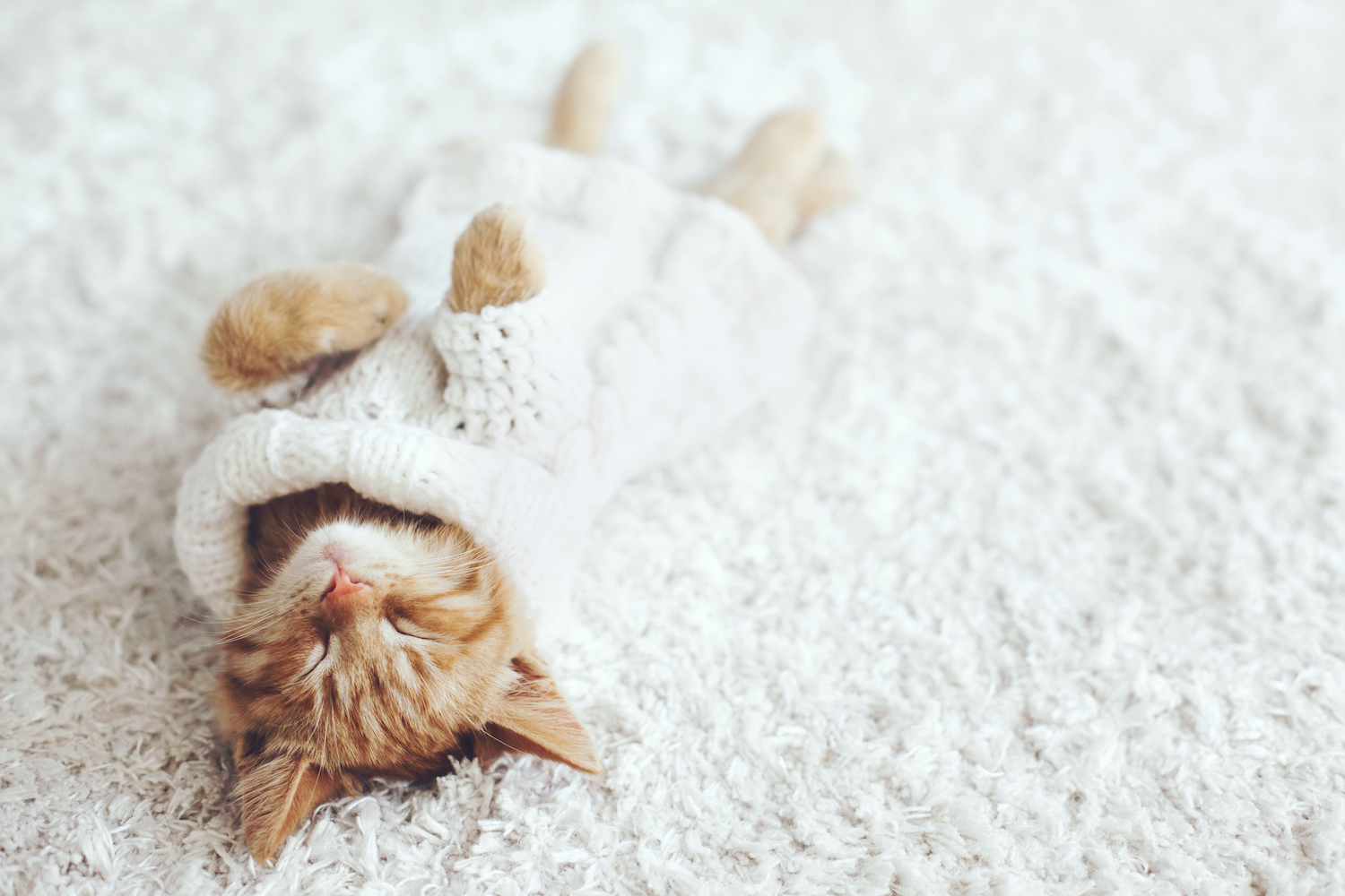 How to Dress Your Cat Sustainably (and Stylishly!)