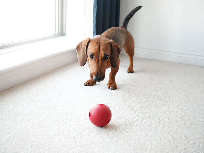 6 Indoor Games To Entertain Your Pet During Winter