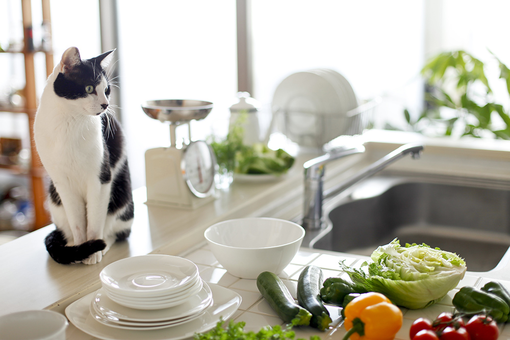 6 Tips To Keep Cats off Countertops