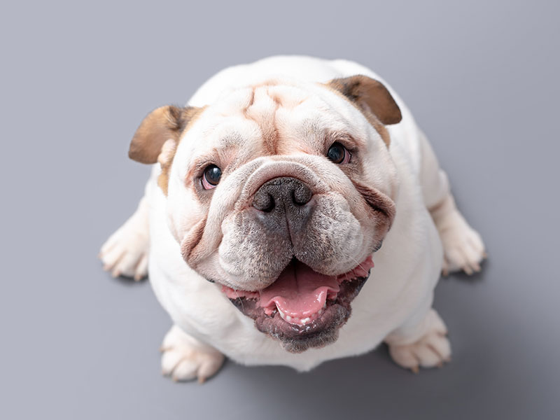 The Name Game: Top 10 Dog Names for 2021