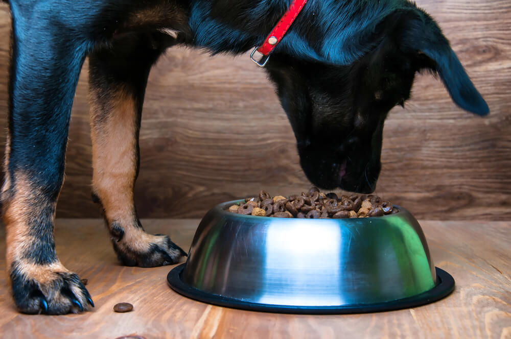 Is Purina Pro Plan a Good Dog Food?