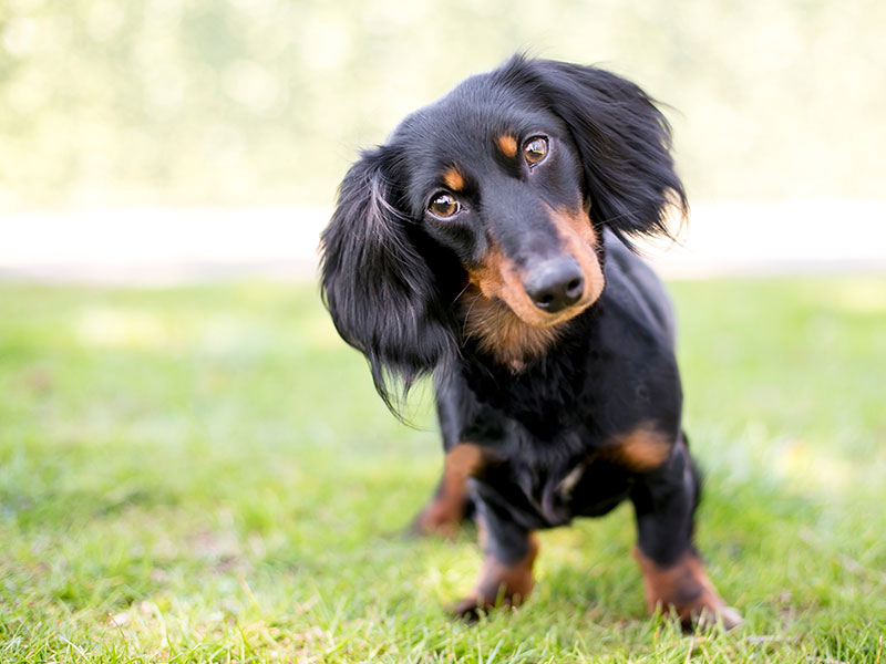 Helping Your Dogs Understand What You Say