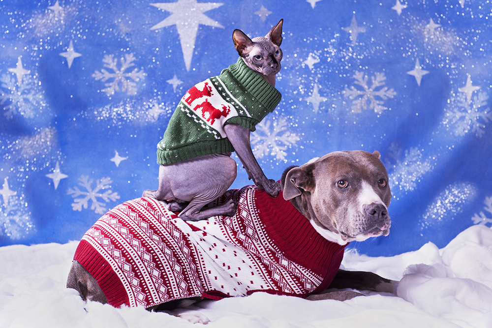 Treat Your Pets to Warm, Festive Sweaters This Season