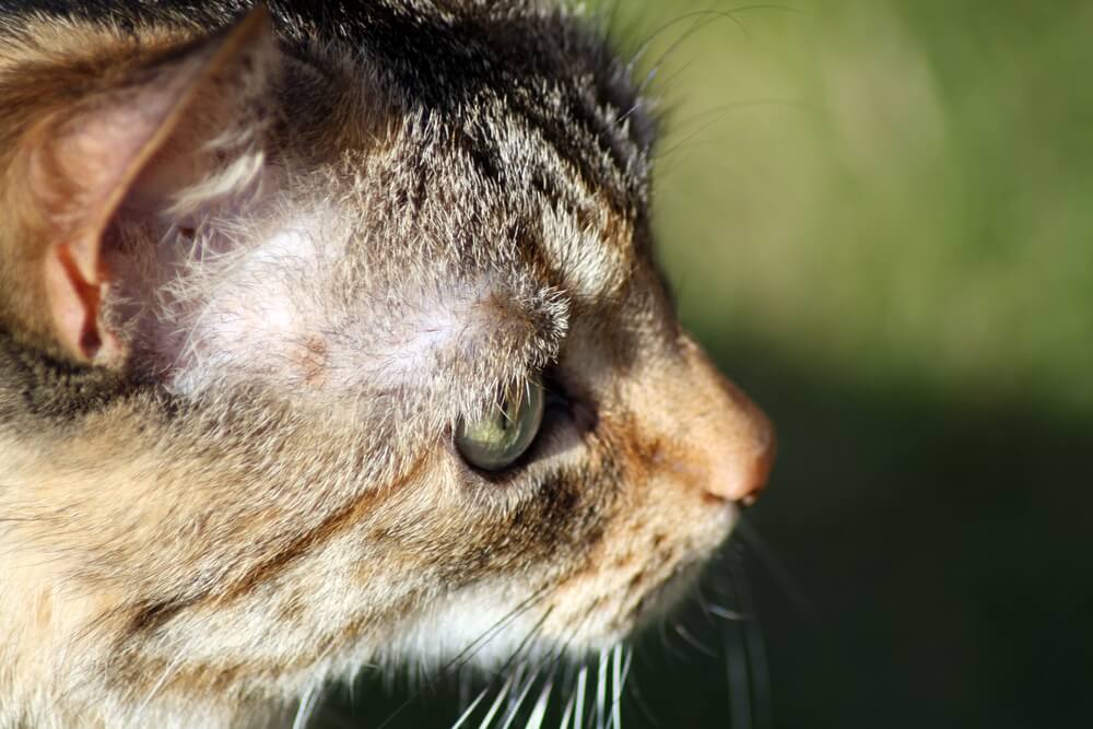 How To Treat Ear Mites in Cats