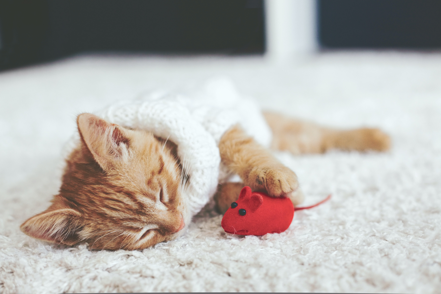 Quick Reasons Why Pet Owners Opt for Custom-Made Cat Clothes