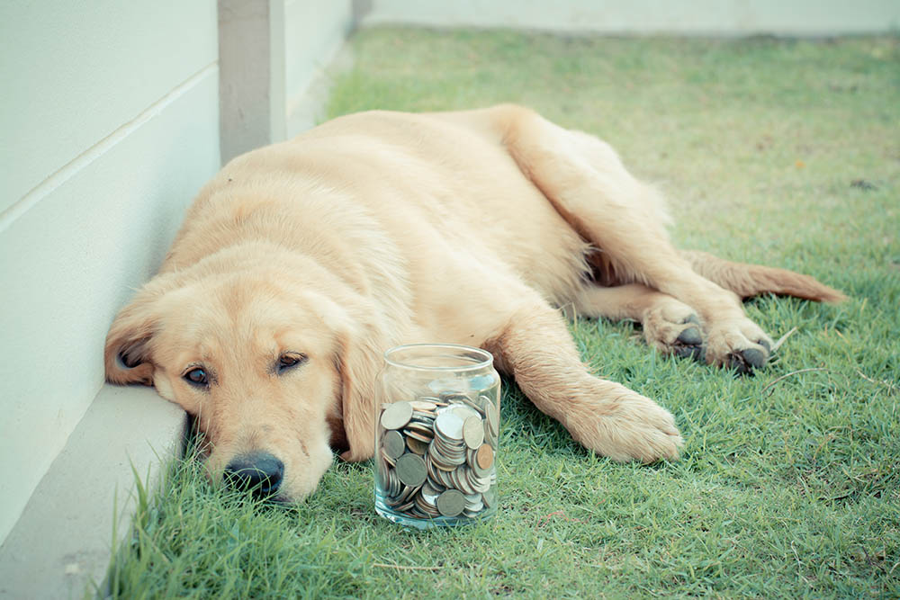 Best Ways To Save Money as a Pet Owner