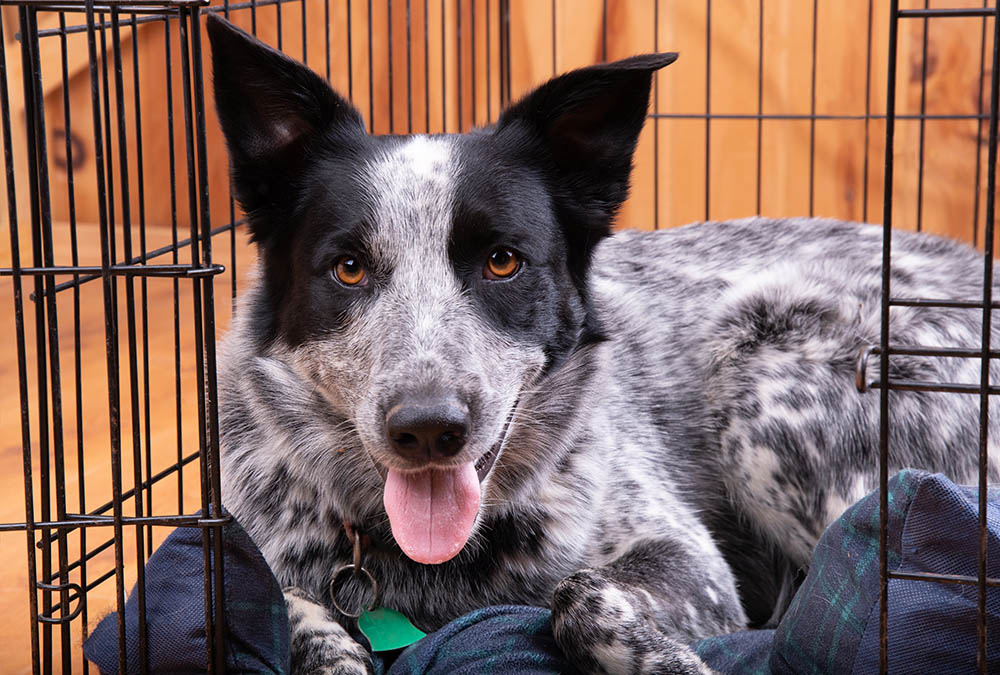 4 Tips For Crate Training Your Dog