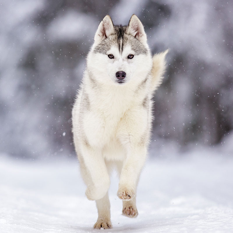  9 Best Dog Breeds for Cold Winter Weather