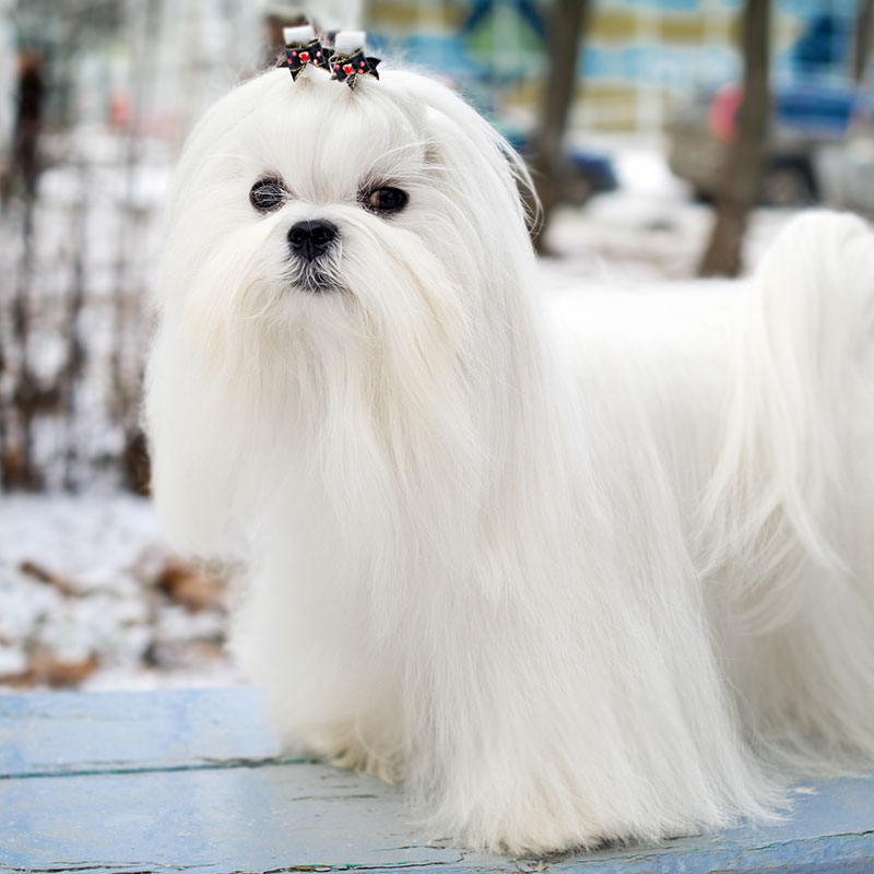 Grooming Your Dog for Cold Weather