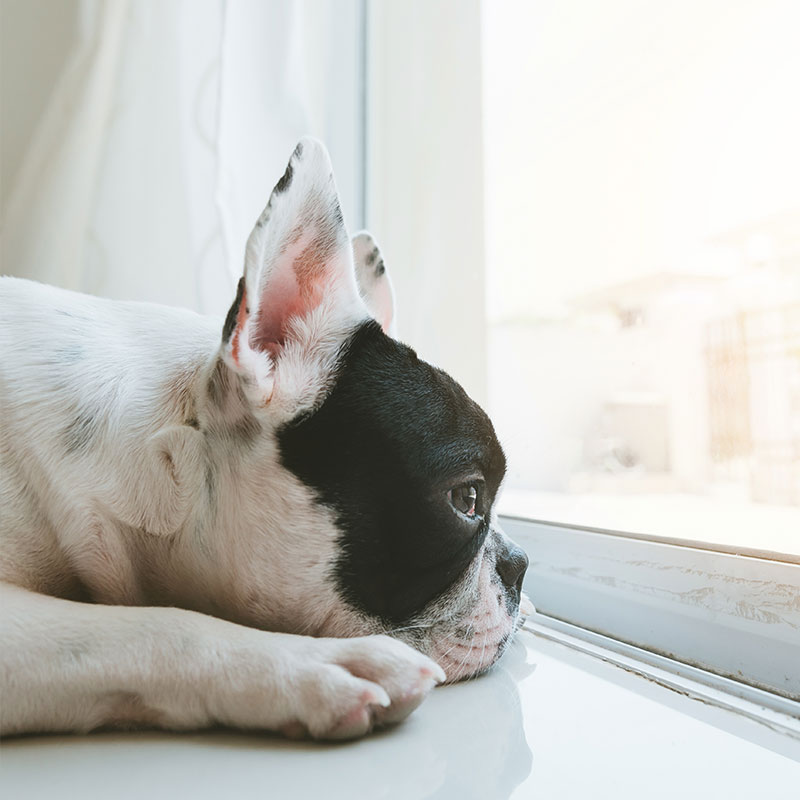 Surviving the Winter with Your Dog