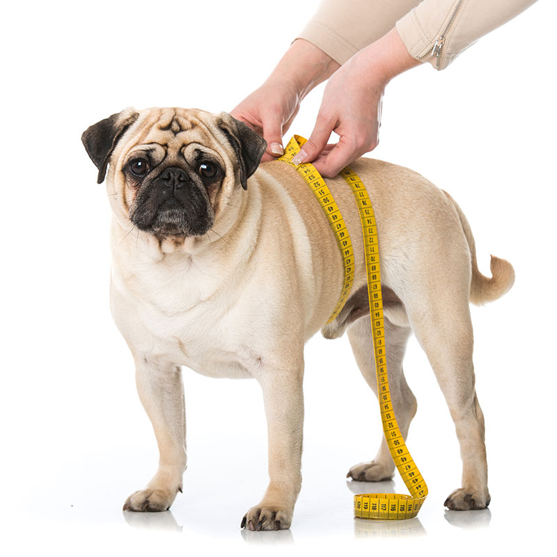 10 Sizing Tips for Dog Clothes and Costumes