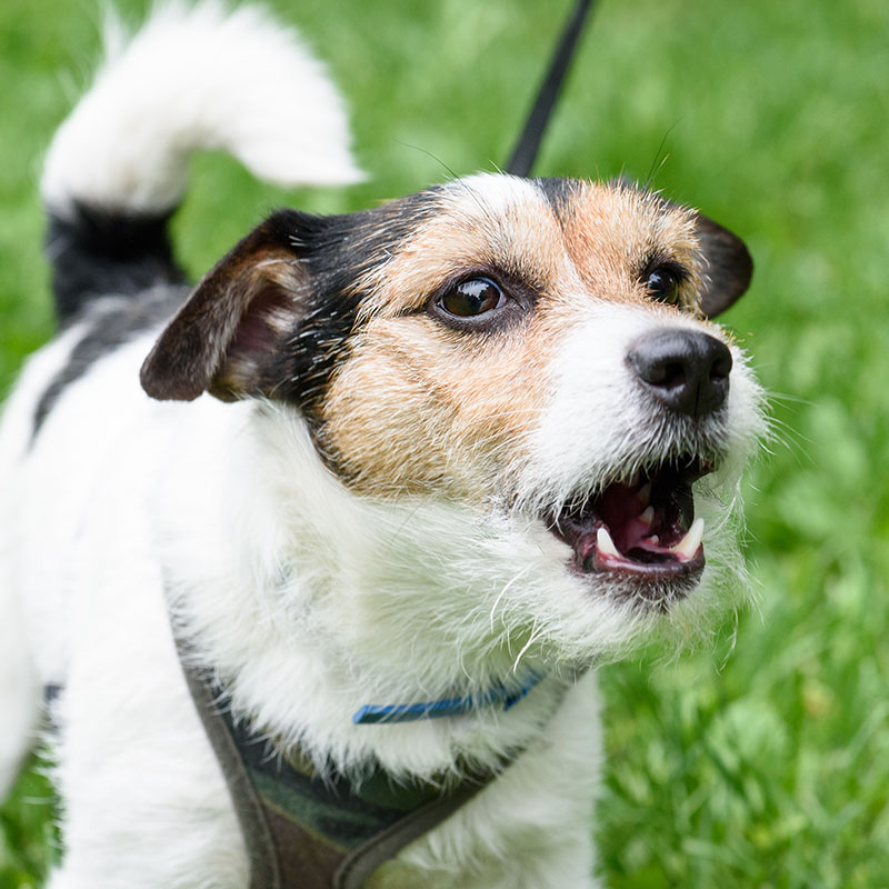 How To Stop Excessive Barking in Your Dog: 8 Strategies
