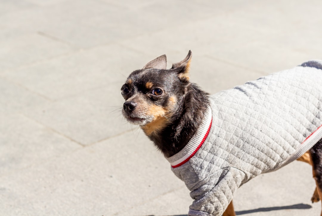 All About Dog Sweaters