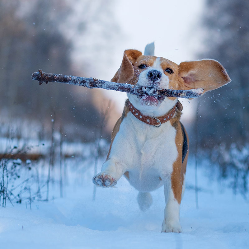 How to Keep Your Dog Fit This Winter
