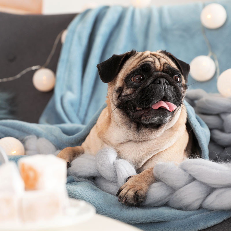 7 Changes to Make Your Dog More Comfortable This Winter