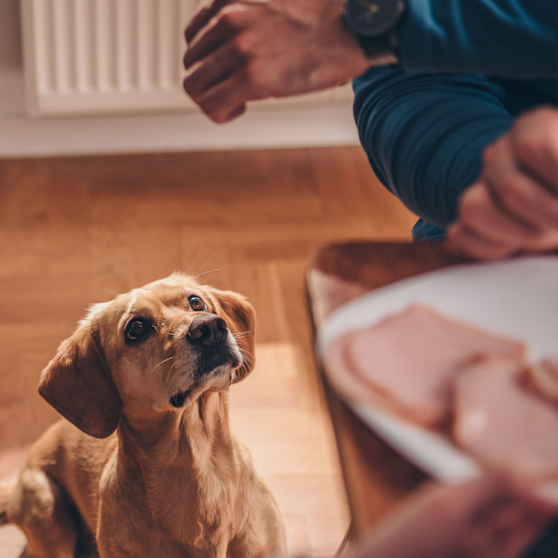 Dogs and Table Food: Are They a Good Mix?