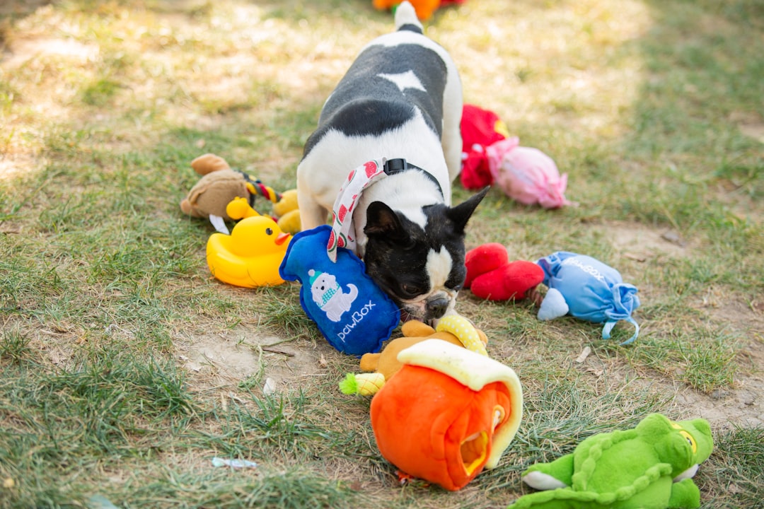 The Definitive Guide to Best Dog Toys