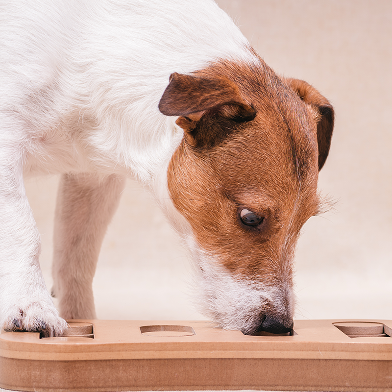 How to Keep Your Dog Active in the Winter
