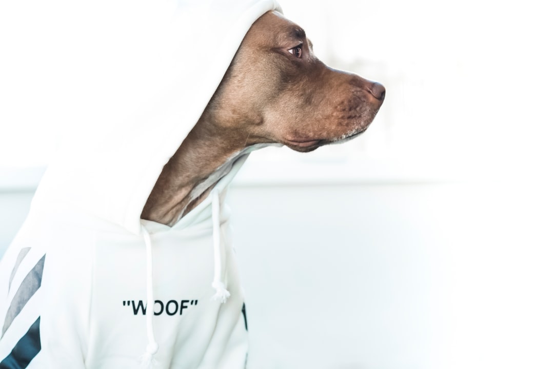 Where to Shop Pet Fashion Online: Our Top Picks for Trendy Pets