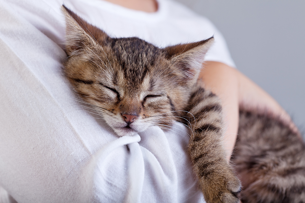 A Guide To Adopting a New Kitten