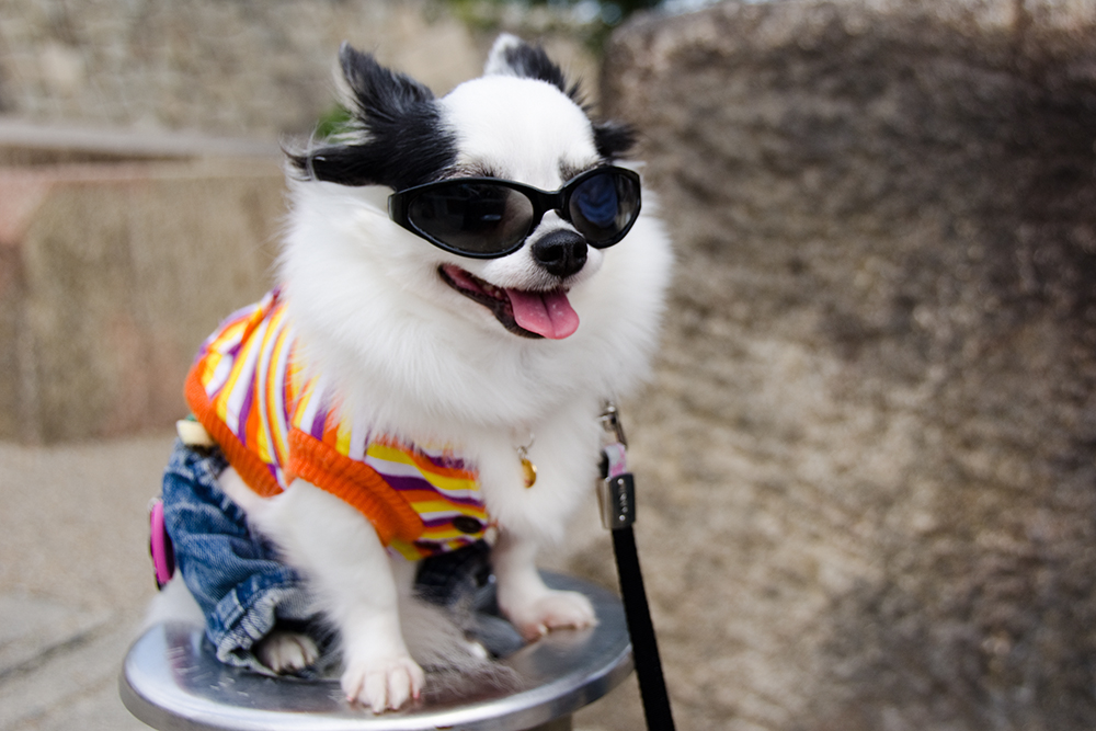 Best Fashions To Keep Your Dog Looking Great This Summer