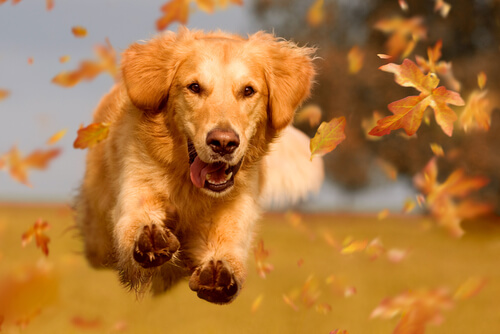 Fun Autumn Activities for You and Your Dog to Do