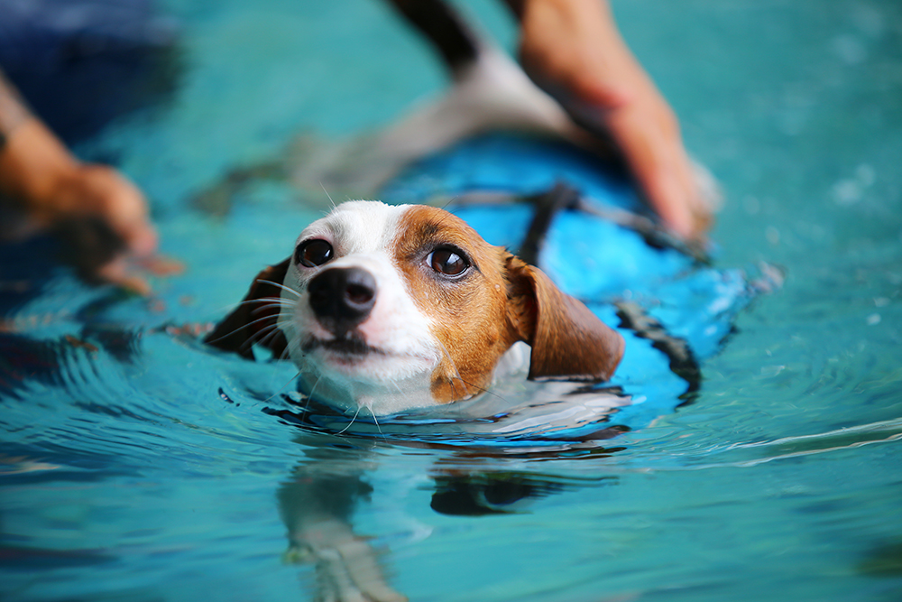 How To Introduce Your Dog to Swimming