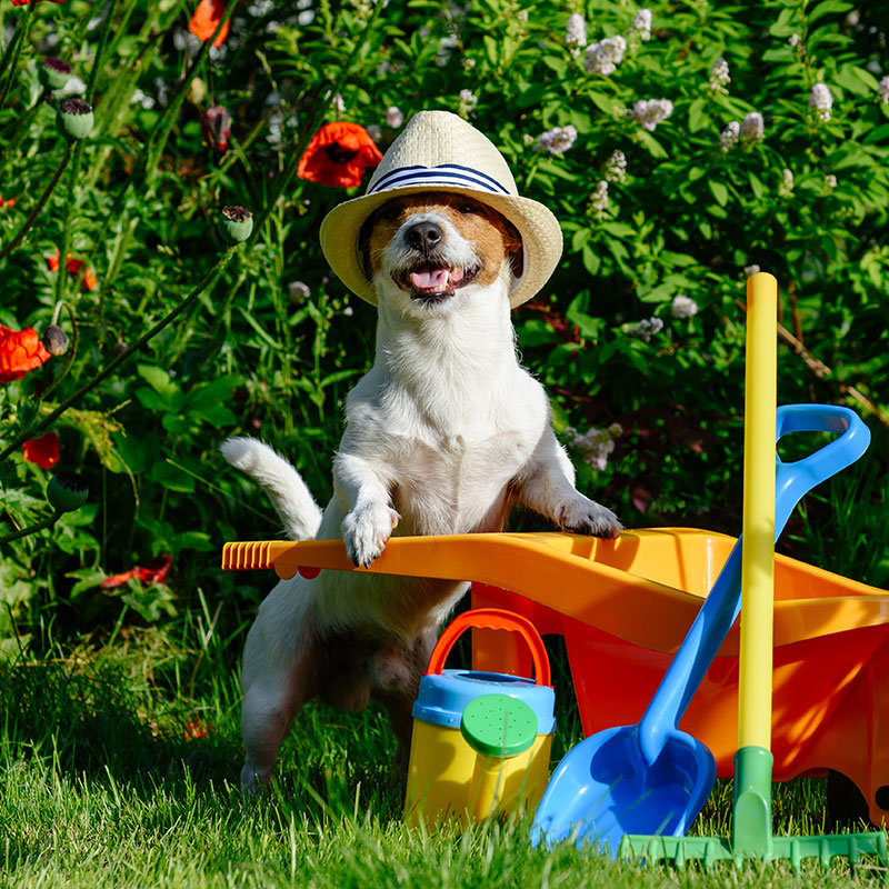 As You Plant Your Spring Garden, Keep Your Pet's Safety in Mind
