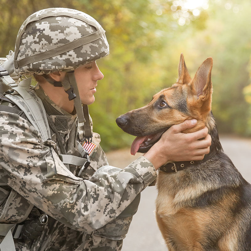 Ways to Recognize National K9 Veterans Day on March 13th