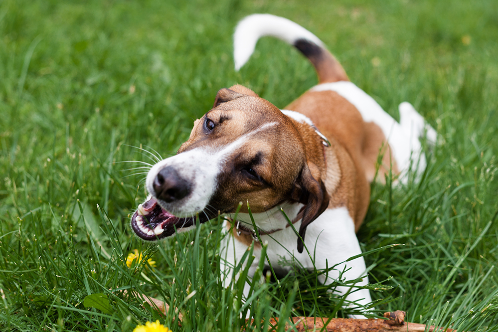 Why Does My Dog Eat Grass and How Do I Stop It?