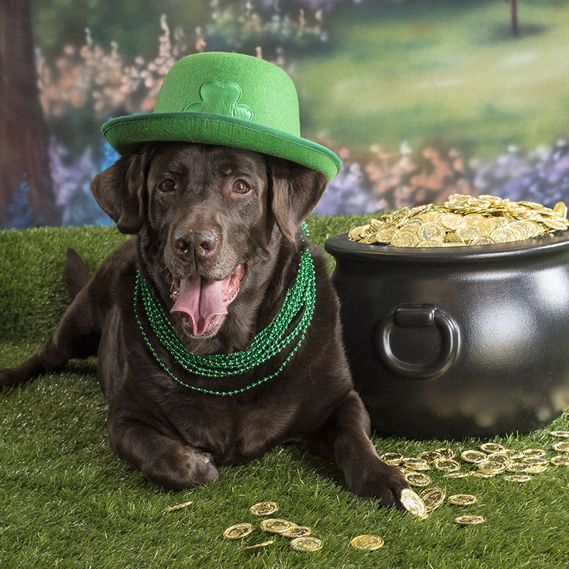 How You and Your Dog Can Enjoy St. Patrick's Day