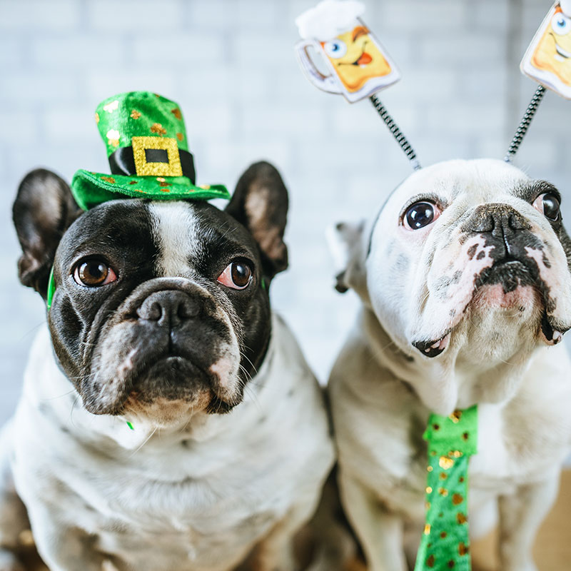 How To Celebrate St. Patrick's Day With Your Pets