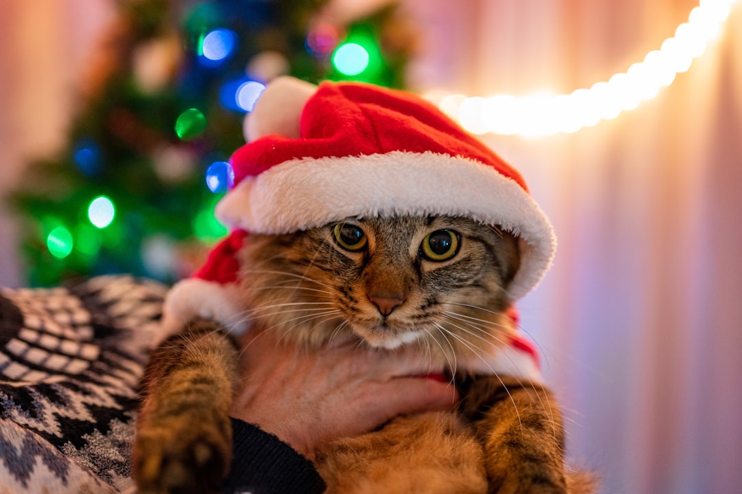 Purr-fectly Festive: Top Christmas Outfits and Accessories for Cats