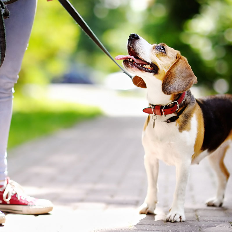 Tips and Tricks for Leash Training Your Puppy