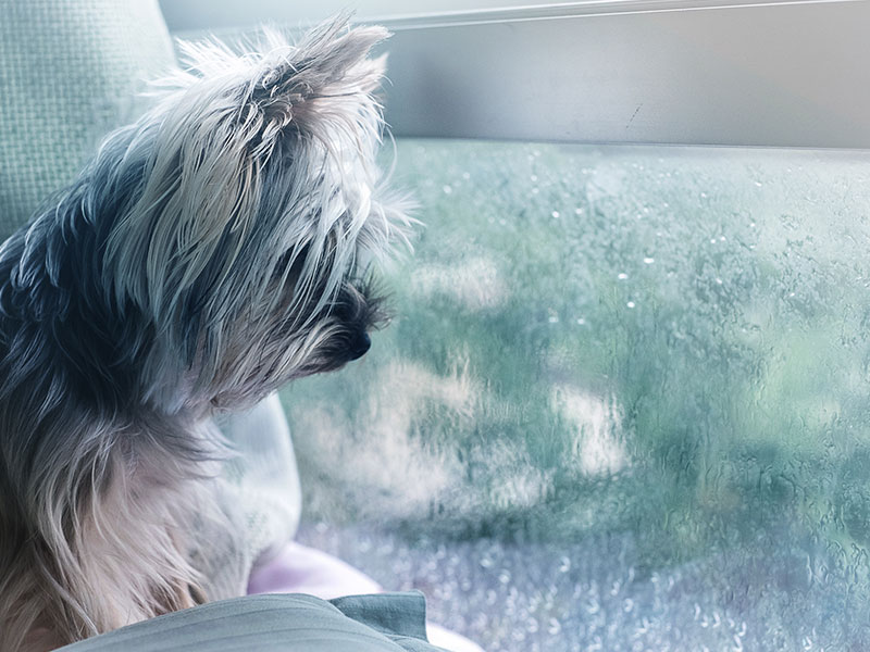 6 Games To Play With Your Dog When the Weather Keeps You Indoors