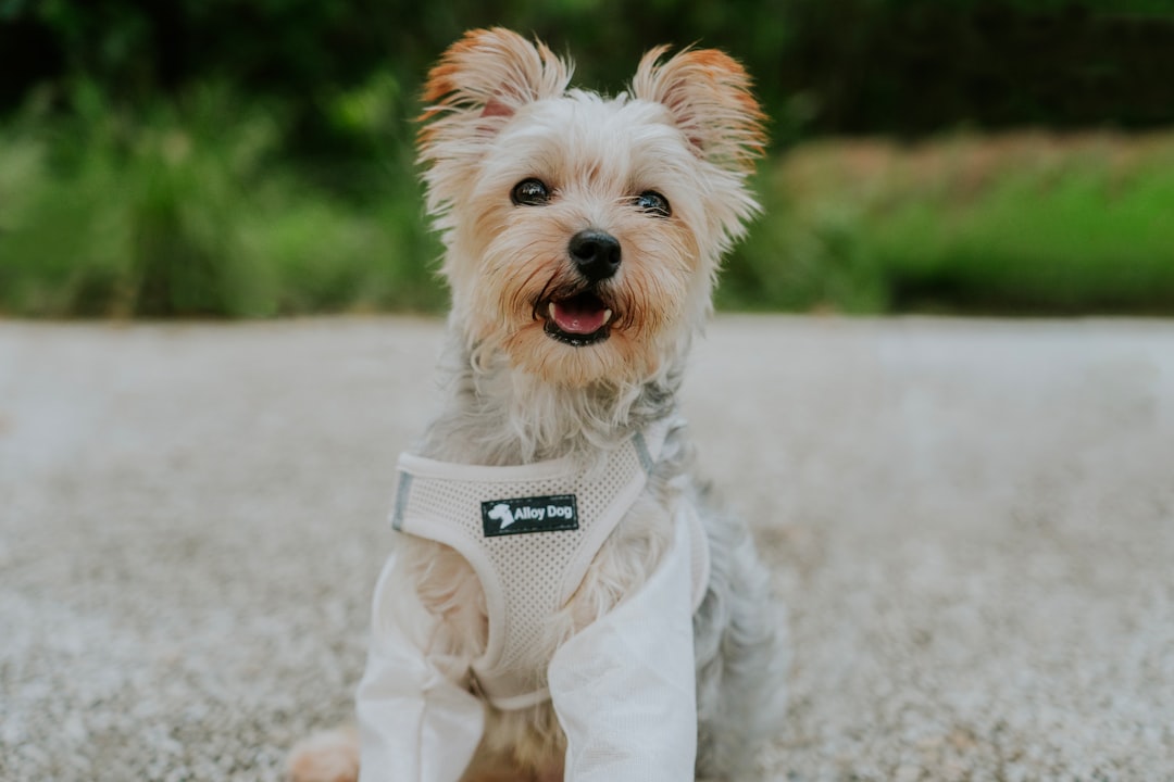 Tiny Paws, Big Comfort: A Guide to Small Dog Harnesses