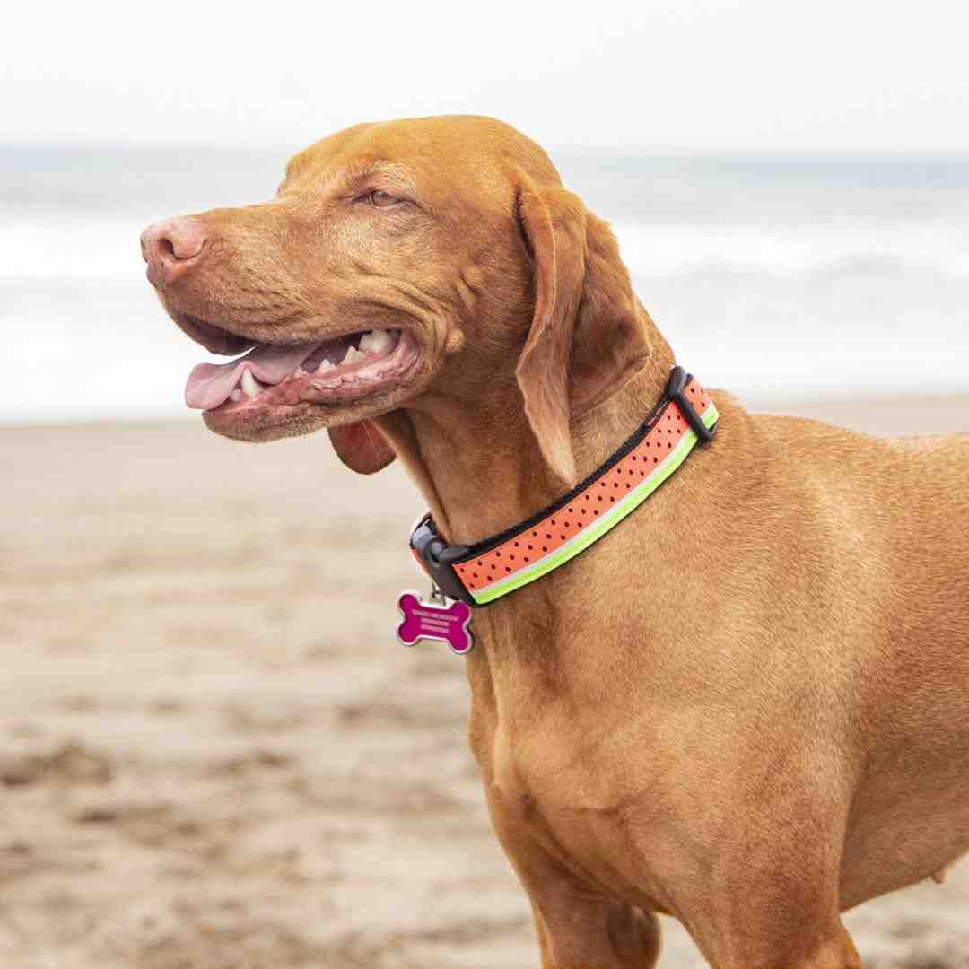 No More Itches: Our Top Sensitive Skin Dog Food Recommendations
