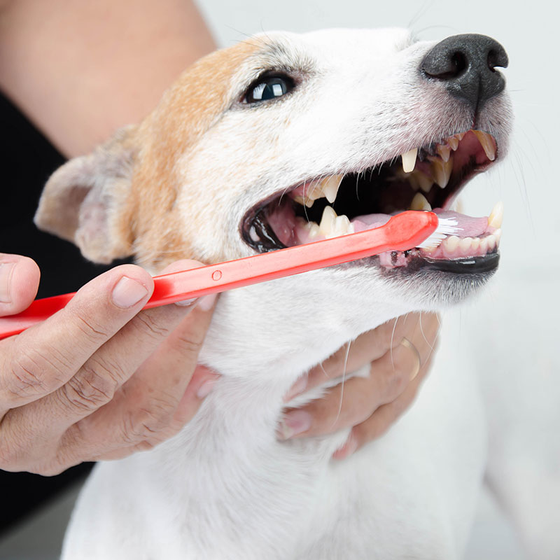 The Top 10 Pet Dental Care Tips