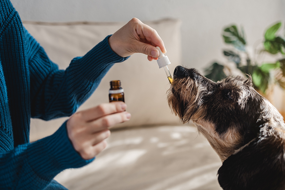 Why All-Natural Products Are Best for Your Dog's Health