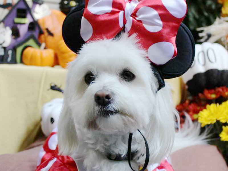 Creative Halloween Costume Ideas for Dog and Disney Lovers