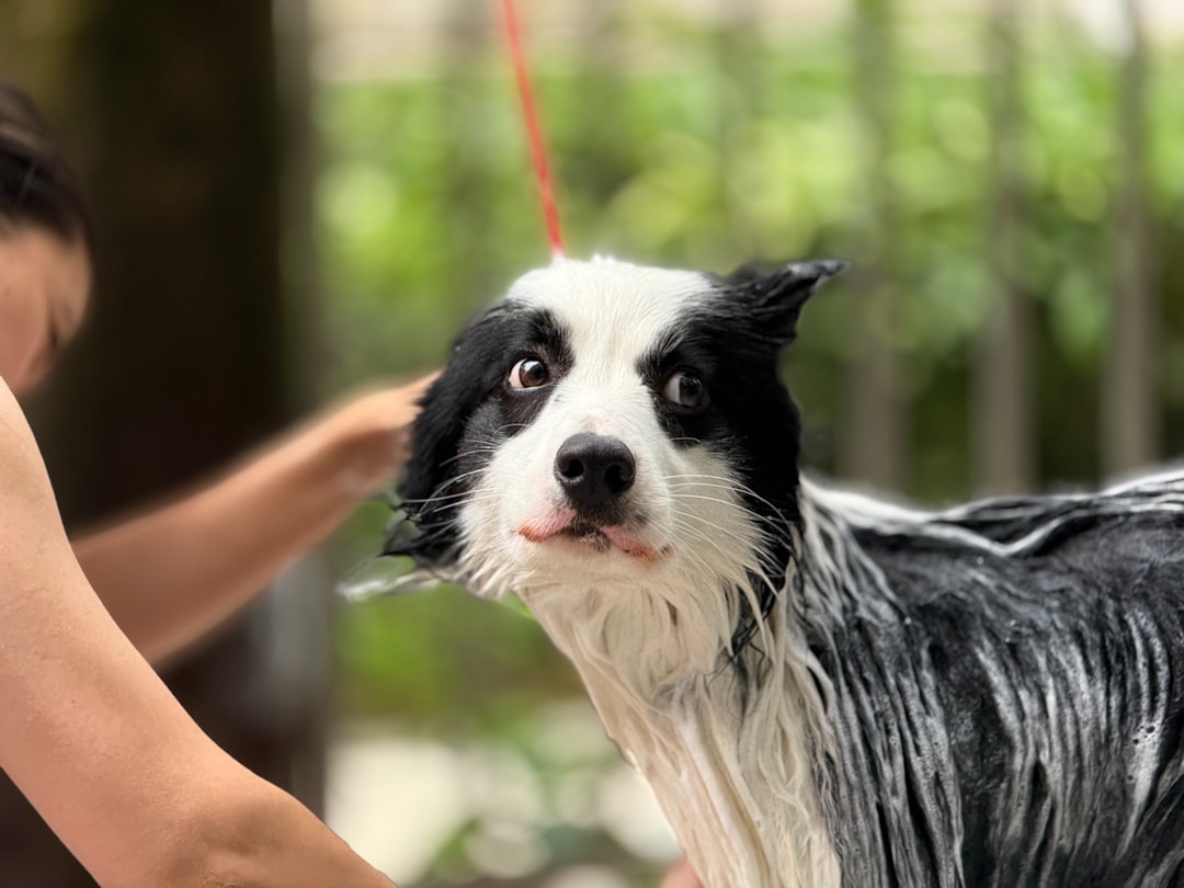 Bye-Bye Itch: A Roundup of Effective Sensitive Skin Dog Shampoos