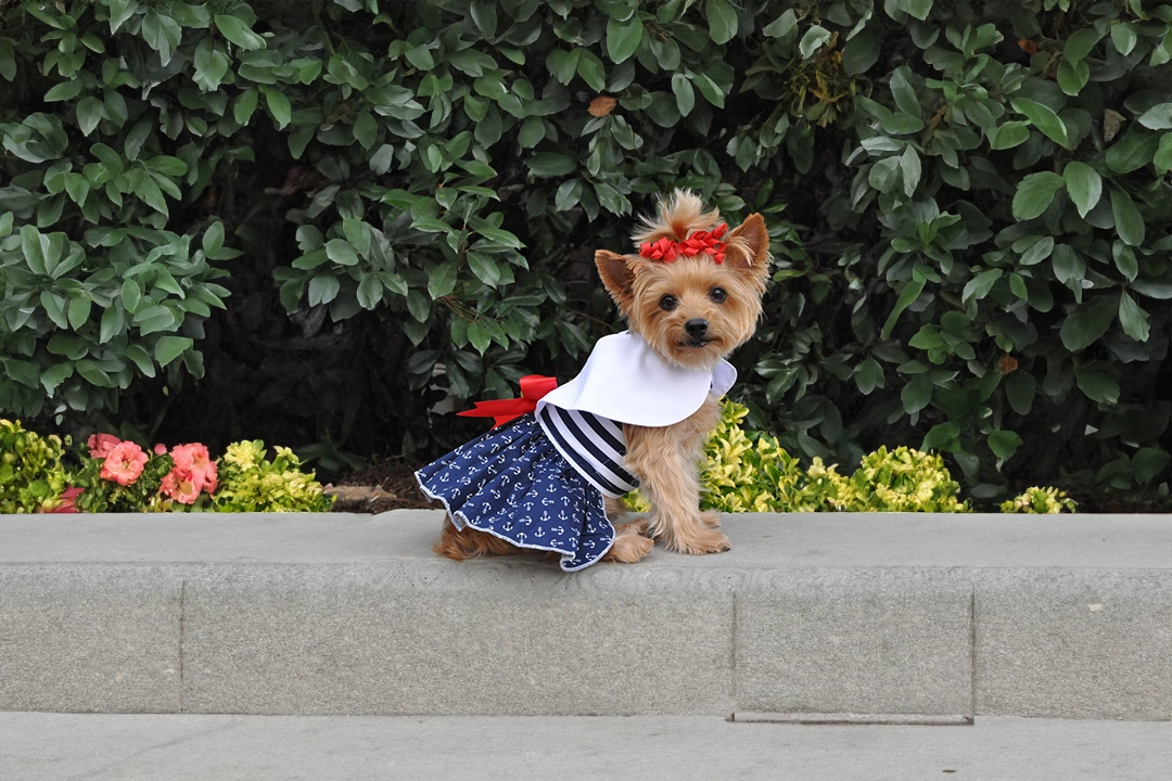 Little Dogs, Big Fashion: Discover the Cutest Small Dog Apparel